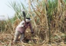 मोदी सरकार ने गन्ना किसानों को राहत देने के लिए लिया बड़ा फैसला