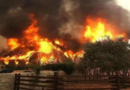 ऑस्ट्रेलिया को जंगलों की आग से हो सकता 4.4 अरब डॉलर का नुकसान
