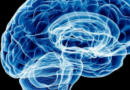 वैज्ञानिकों ने मस्तिष्क विज्ञान के क्षेत्र में हासिल की बड़ी कामयाबी