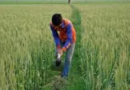 PM-Kisan स्कीम हेल्पलाइन से किसान उठाए फायदा