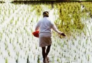 हरियाणा सरकार रबी की फसल खरीद पर किसानों को देगी बोनस