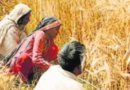प्रदेश सरकार ने किसानों को गेहूं खरीद की दी मंजूरी