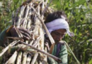 किसानों को कृषि कर्ज के भुगतान में दो महीने की छूट: गुजरात सरकार